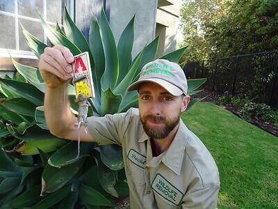 Lakeland rodent trapping