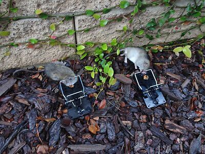 mouse trapping